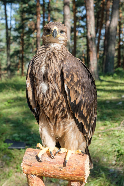 Falco cherrug, bird of prey - Photo, Image
