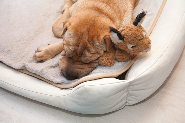 sharpei kutya alszik - Fotó, kép