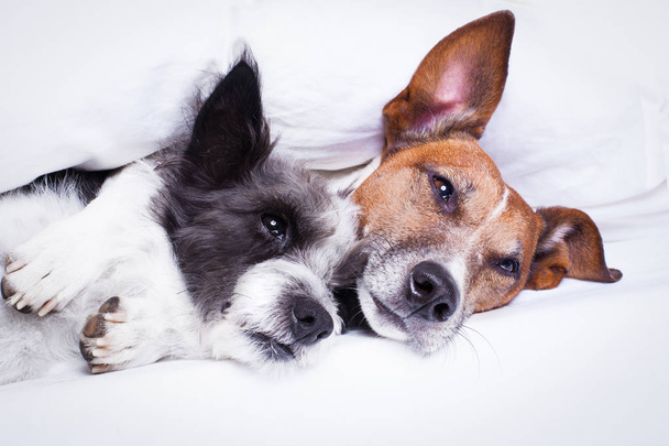 couple of dogs in love in bed - Фото, зображення
