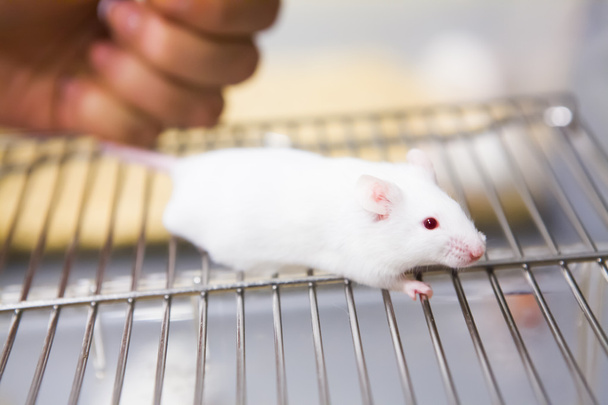 Rato de laboratório branco detido pelo cientista
 - Foto, Imagem