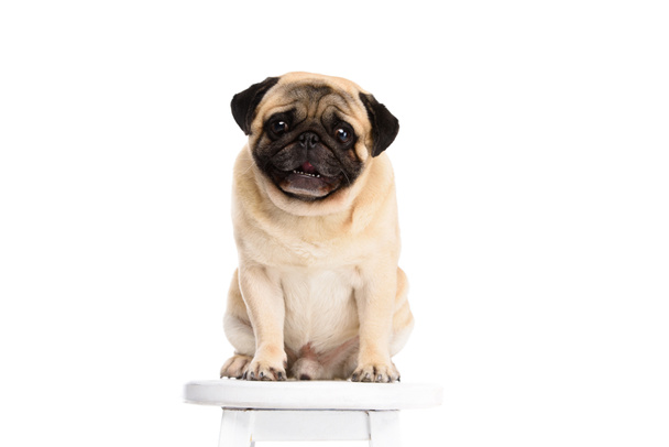 cute little pug sitting on chair isolated on white - Foto, immagini