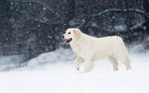 dog outdoors in winter - Fotó, kép