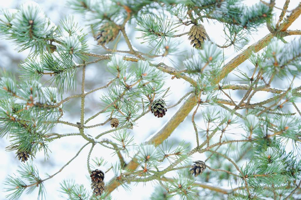Bei rami di pino verde con coni in inverno
  - Foto, immagini