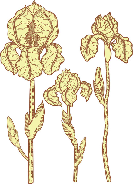 Hand drawn yellow blooming iris flowers. Detailed illustration of decorative flowers in line style isolated on white background. rises very detailed and accurate sketchy style. Line art flora.   - Vektor, Bild