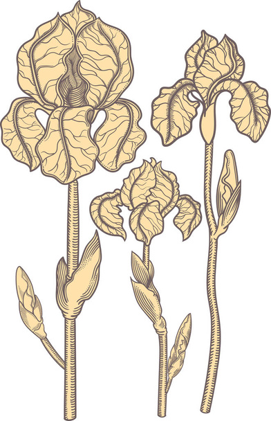 Hand drawn blooming nude iris flowers. Detailed illustration of decorative creamy beige flowers in line style isolated on white background. rises very detailed and accurate sketchy style. Line art flora.   - Vector, Imagen