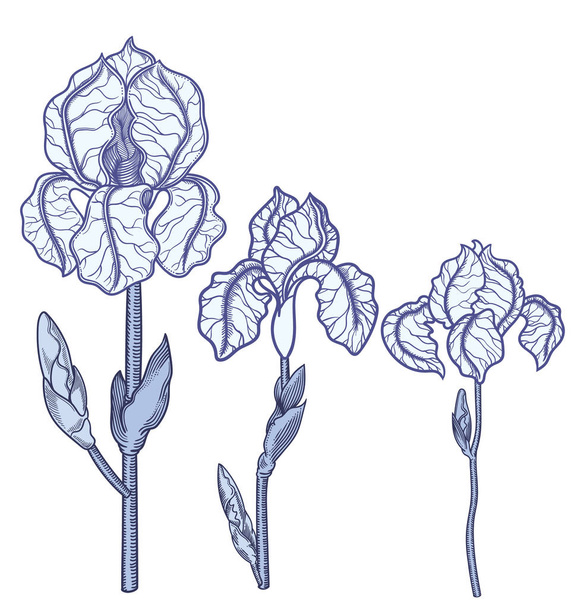 Hand drawn blue blooming iris flowers. Detailed illustration of decorative flowers in line style isolated on white background. rises very detailed and accurate sketchy style. Line art flora.   - Vector, Image