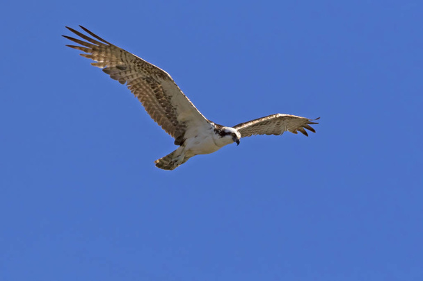 Pták Orlovec říční lov z vysoko nad Malibu laguny - Fotografie, Obrázek