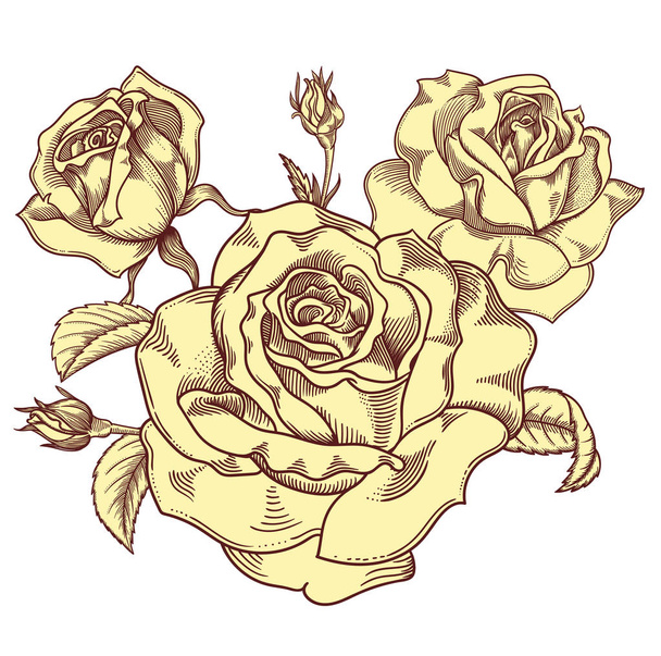 Blooming creamy beige roses flowers , detailed hand drawn vector illustration. Romantic nude vintage decorative flower drawing . All line art  rose objects isolated on white background. - Vecteur, image