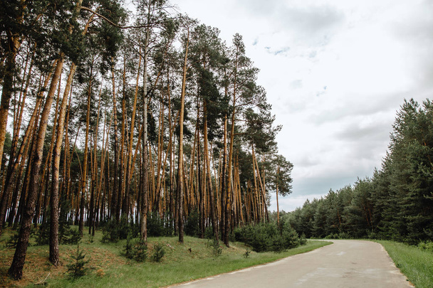 дорога через сосновый лес, несмотря на зеленые весенние луга
 - Фото, изображение