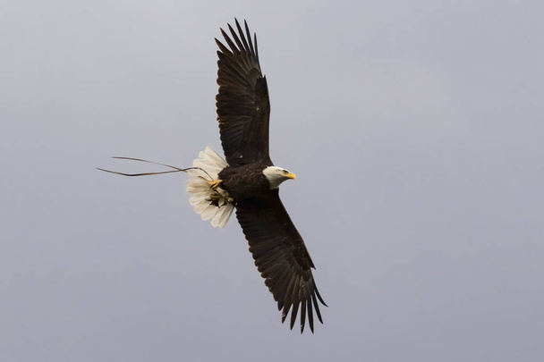 Bald eagle latanie z zagnieździć materiałów - Zdjęcie, obraz