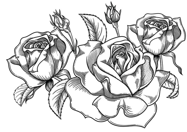 Blooming sketch black and white roses flowers , detailed hand drawn vector illustration. Romantic vintage decorative flower drawing . All line art  rose objects isolated on white background. - Wektor, obraz