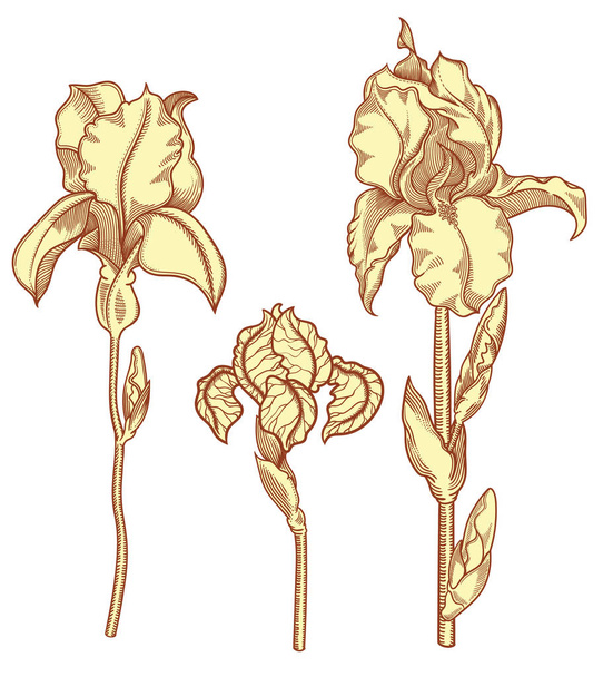 Hand drawn creamy beige  blooming iris flowers. Detailed illustration of  nude decorative flowers in line style isolated on white background. rises very detailed and accurate sketchy style. Line art flora.   - Vector, imagen