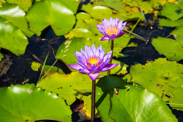 Фиолетовый лотос в пруду лотоса
 - Фото, изображение