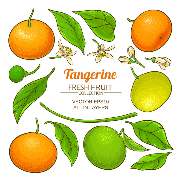 vetor de tangerina
 - Vetor, Imagem