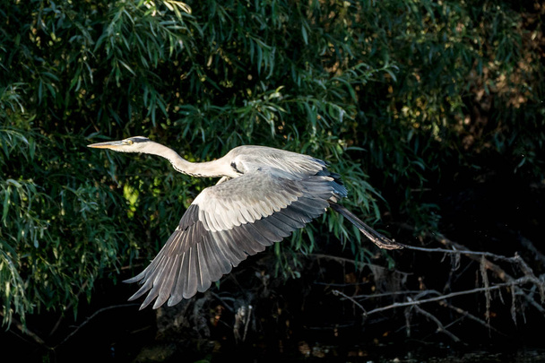 Wild reiger zangvogels de Roemenië Donaudelta - Foto, afbeelding