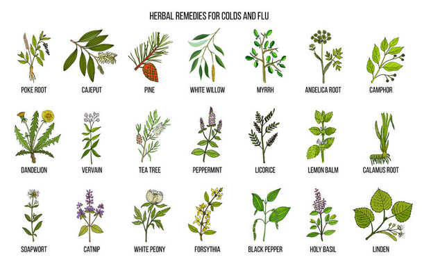 Collection of natural herbs for colds and flu - Vector, imagen