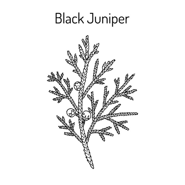 Black juniper Juniperus indica , evergreen medicinal plant. - Vector, imagen