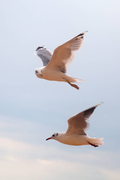 Two big gulls in blue sky looking around and flying up - Foto, afbeelding