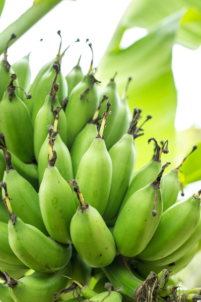 Close-up-Bananenbaum mit einem Bund reifer grüner Bananen - Foto, Bild