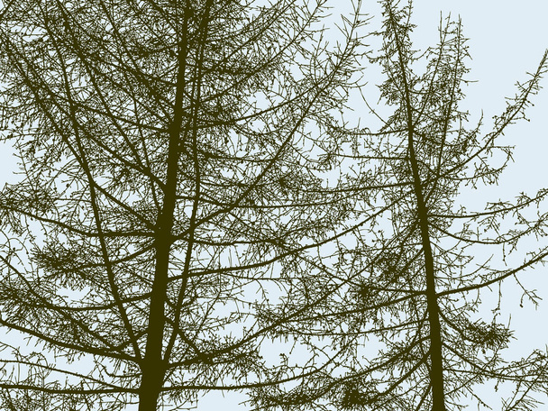 Silhouettes of the spruce trees in the wood - Vector, Image