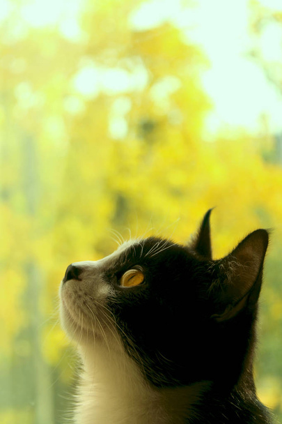 Kasvatti mustan kissan. kissa katsoo sivulle. Kissan lähikuva, keltainen hämärtynyt tausta. Smokkikissa
. - Valokuva, kuva