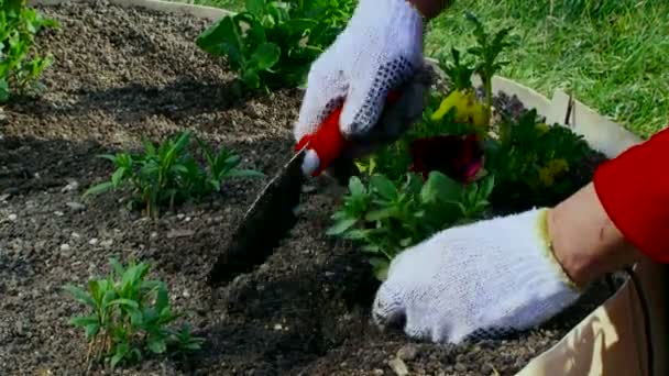 Foto ravvicinata di una donna che pianta nel suo giardino
 - Filmati, video