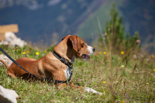 Hunting dog outdoor - 写真・画像