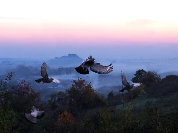 palomas vuelan sobre la ciudad
 - Foto, imagen