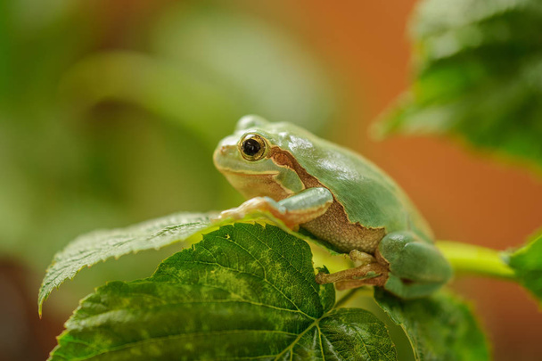 European tree frog on stem of raspberry - Photo, Image