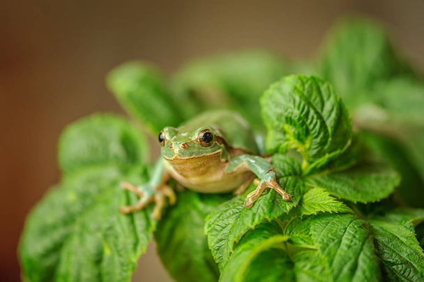 European tree frog between green leaves - Фото, изображение