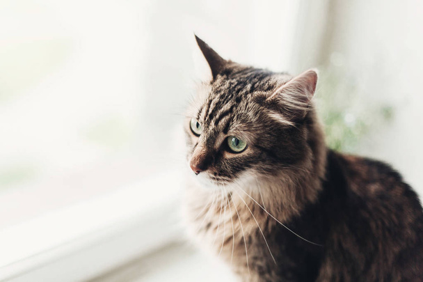 maine coon cat sitting on window sill and looking out in light. - Foto, afbeelding