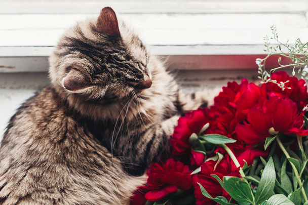 top view of cute cat sitting on window sill with beautiful red peonies and playing in light. - Photo, Image