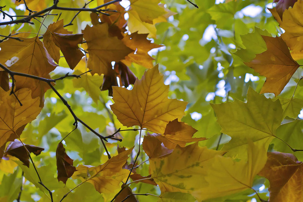  Foglie di un platano in un autunno d'oro
 - Foto, immagini