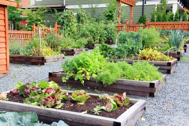 Bylinkové a zeleninové zahradě - Fotografie, Obrázek