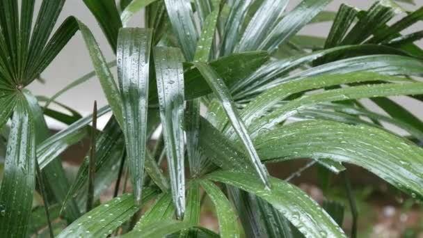 Regentropfen fließen auf Palmblätter herab. tropischer Regen in asiatischen Ländern - Filmmaterial, Video