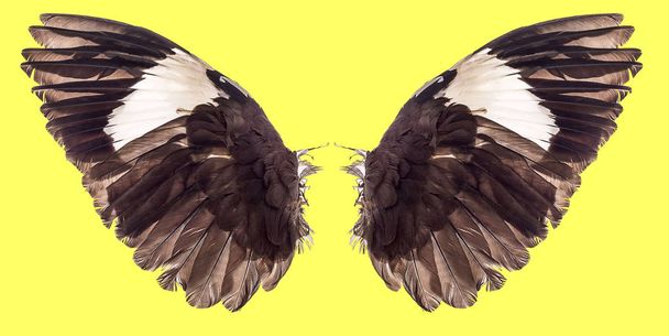ailes d'oiseaux isolés sur fond
 - Photo, image