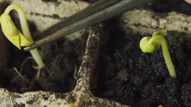 mannenhand aanplant van jonge plant - Video