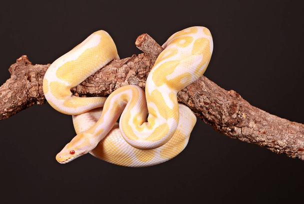 yellow snake is entwined on a limb in the studio - Фото, изображение