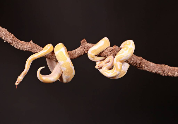 two yellow snakes are entwined on a limb in the studio - Foto, Bild