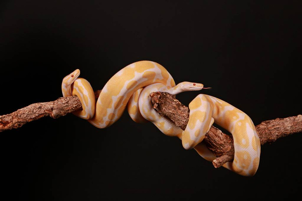 two yellow snakes are entwined on a limb in the studio - Photo, image