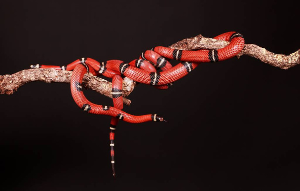 2 つの赤いヘビがスタジオで手足に絡んだ - 写真・画像
