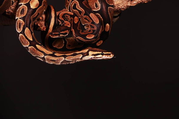 two pythons are entwined on a limb in the studio - 写真・画像