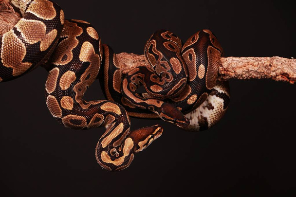 two pythons are entwined on a limb in the studio - Foto, Bild
