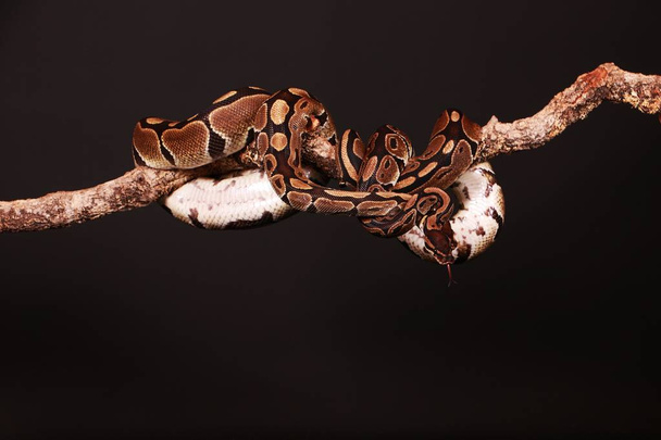 two pythons are entwined on a limb in the studio - Foto, immagini