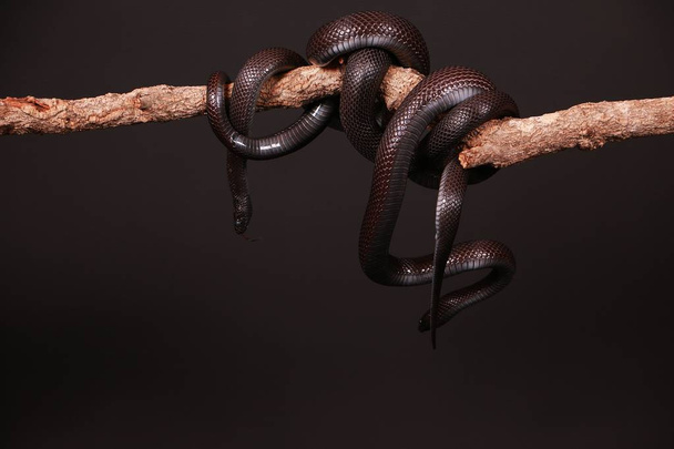 black vipers hanging on a limb in the studio - 写真・画像