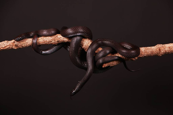 black vipers hanging on a limb in the studio - 写真・画像