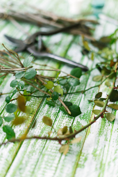 Scissors and branches of plants on a green background. - Foto, immagini