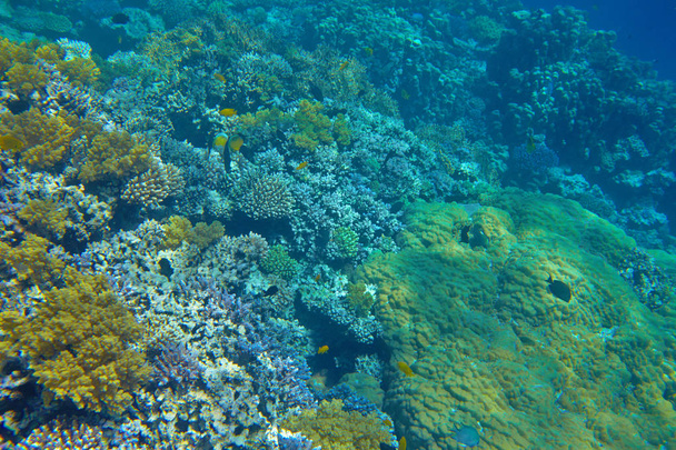 Beautiful tropical coral reef in sea - Photo, Image