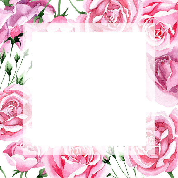 Wildflower pink tea rosa flower frame in a watercolor style. - Photo, image