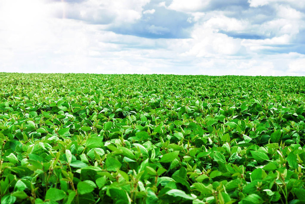 Field of green young soy. - Photo, Image